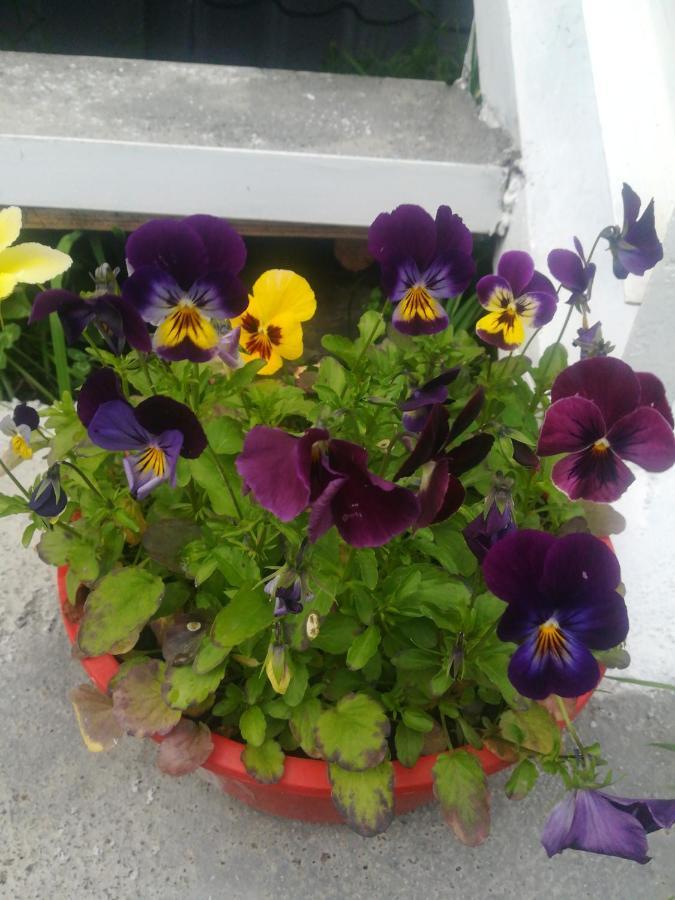 Guest House Lela Rezo Kazbegi Luaran gambar
